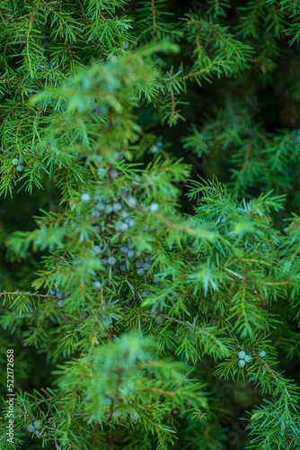 Close up of green juniper