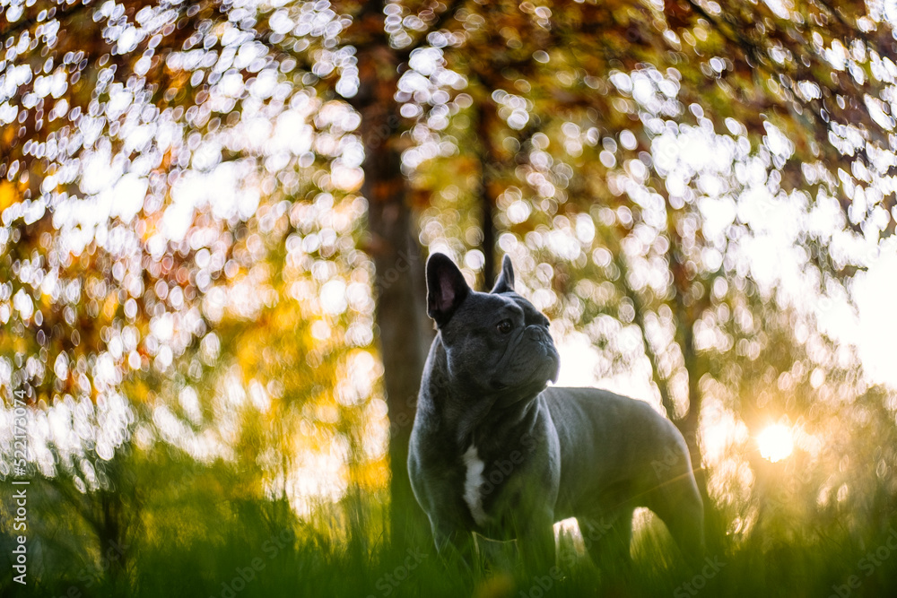 French bulldog in a forest French bulldog in a forest