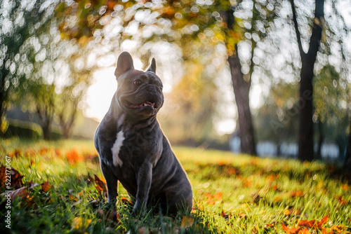 French bulldog in a forest photo