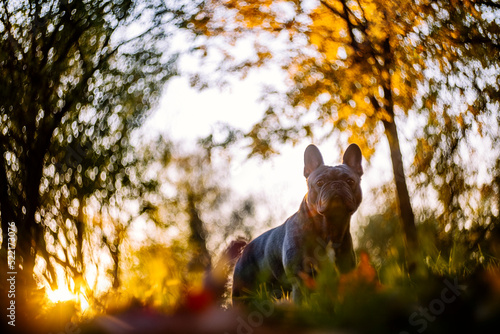 French bulldog in a forest