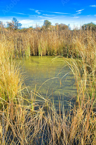 Tall grasses surrounding the water with algaes in Sweetwater Wetlands in Tucson, Arizona photo