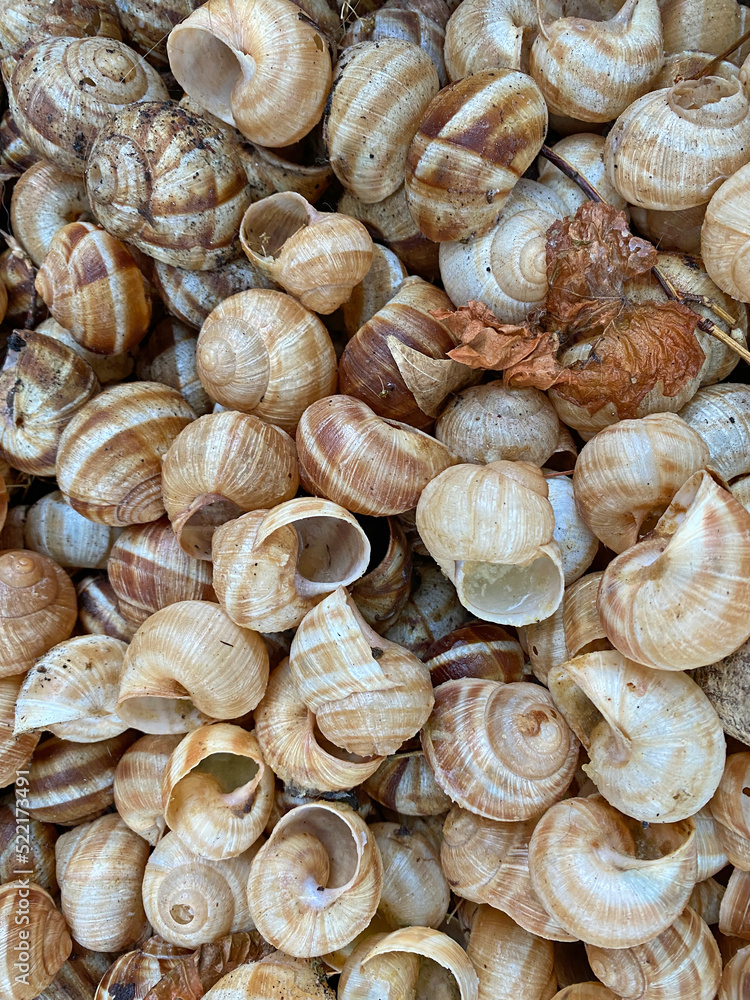 empty snail shells empty snail shells