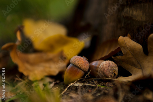 acorns in an autumn environment