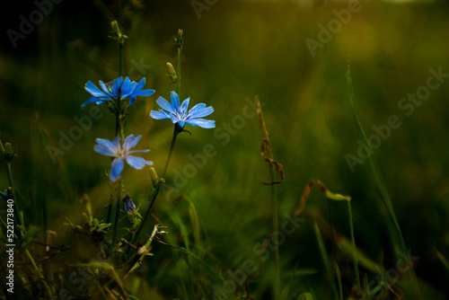 Blue wildflower photo