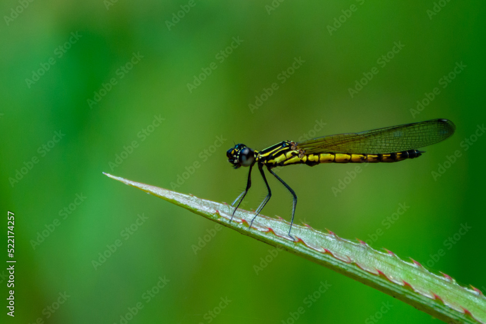 dragonfly dragonfly
