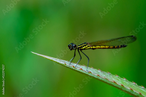dragonfly © Naushad