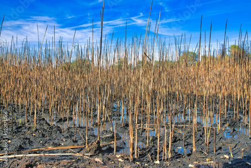 Muddy land with slightly burned grasses at Sweetwater Wetlands- Tucson  Arizona