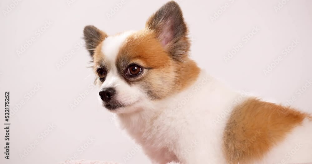 Portrait of the cute fluffy puppy of pomeranian spitz. Little smiling dog lying on a white background. Copy space for text. Portrait of the cute fluffy puppy of pomeranian spitz. Little smiling dog lying on a white background. Copy space for text.