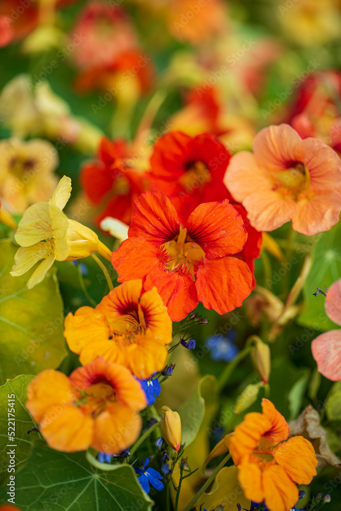 Blooming yellow and orange nasturtium in garden Blooming yellow and orange nasturtium in garden