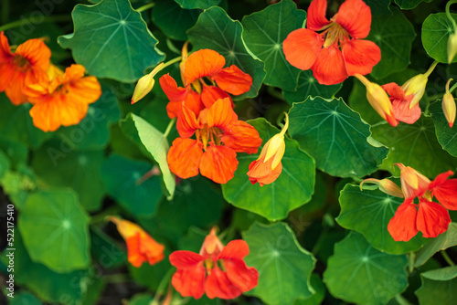 Photos Blooming yellow and orange nasturtium in garden