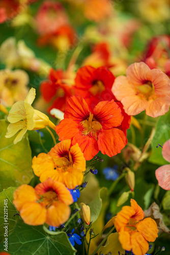 Blooming yellow and orange nasturtium in garden
