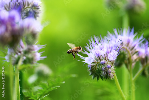Bee and flower phacelia. Close up flying bee collecting pollen from phacelia on a sunny day on a green background. Phacelia tanacetifolia (lacy). Summer and spring backgrounds