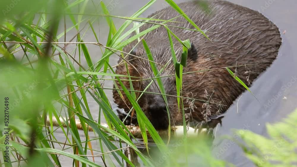 North American Beaver half submerged gnawing a branch and feeding on a riverside, Close up North American Beaver half submerged gnawing a branch and feeding on a riverside, Close up