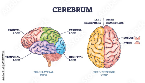 Cerebrum brain structure from lateral and superior view outline diagram. Labeled educational colorful scheme with frontal, temporal, parietal and occipital lobe vector illustration. Hemisphere sides.