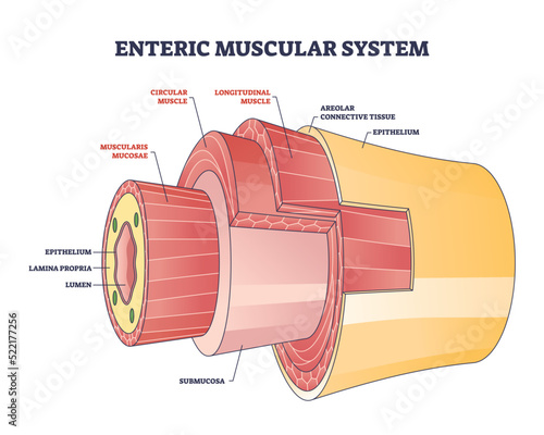 Enteric muscular system in gut wall of the small intestine outline diagram. Labeled educational scheme with layers and structure of digestive tract muscle vector illustration. Lamina propria location. photo