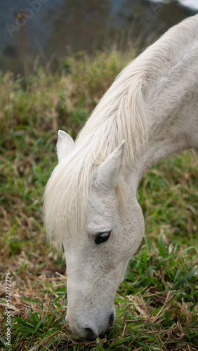 white horse eating grass