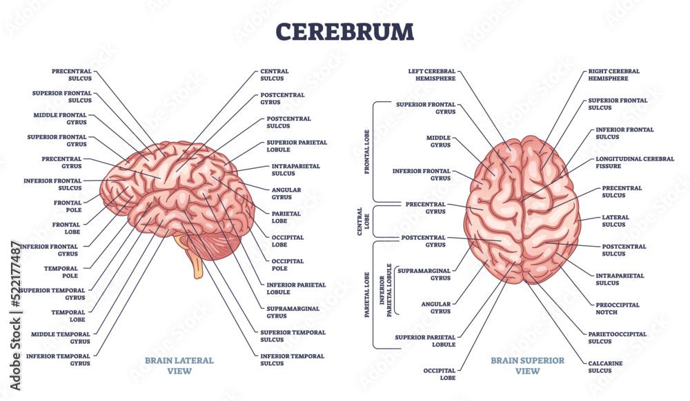 Cerebrum structure and human brain sections and parts anatomy outline diagram. Labeled educational scheme with medical description and parietal, central or frontal organ division vector illustration. - obrazy, fototapety, plakaty 