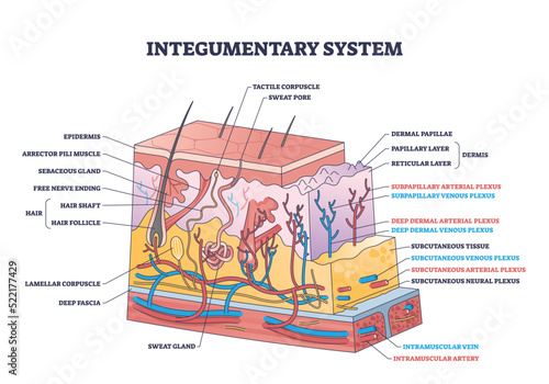 Integumentary system with epidermis surface layer structure outline diagram. Labeled educational scheme with skin section and hairs, dermis or subcutaneous physiological parts vector illustration. photo