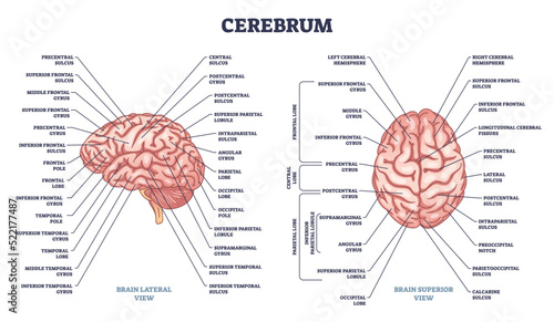 Cerebrum structure and human brain sections and parts anatomy outline diagram. Labeled educational scheme with medical description and parietal, central or frontal organ division vector illustration.