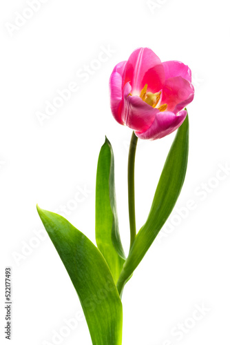 チューリップ　Tulipa © 英二 柳