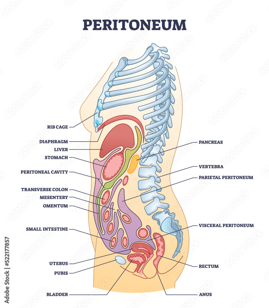 Peritoneum Membrane As Smooth Muscle Tissue In Abdominopelvic Cavity peritoneum-membrane-as-smooth-muscle-tissue-in-abdominopelvic-cavity