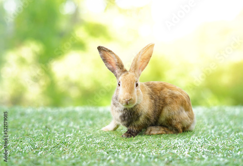 young adorable bunny on background nature