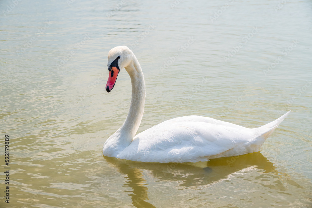 Graceful white Swan swimming in the lake, swans in the wild. Portrait of a white swan swimming on a lake. Graceful white Swan swimming in the lake, swans in the wild. Portrait of a white swan swimming on a lake.