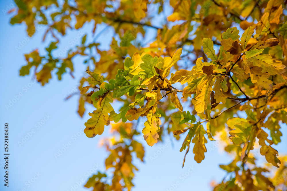Colorful autumn oak leaves on a background of blue sky in sunny weather.Yellow autumn leaves and branches against a blue sky. Bright golden oak leaves in autumn. Colorful autumn oak leaves on a background of blue sky in sunny weather.Yellow autumn leaves and branches against a blue sky. Bright golden oak leaves in autumn.