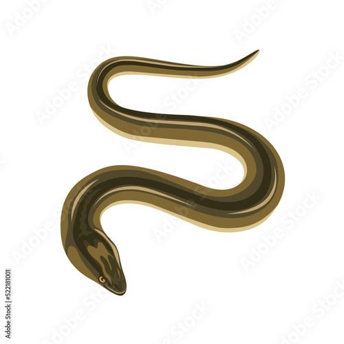 Vector illustration of a swamp eel or Monopterus albus, isolated on white.