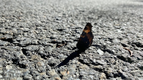Butterfly on the road