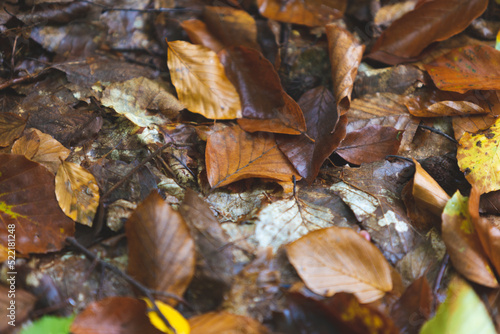 leaves in the autumn forest