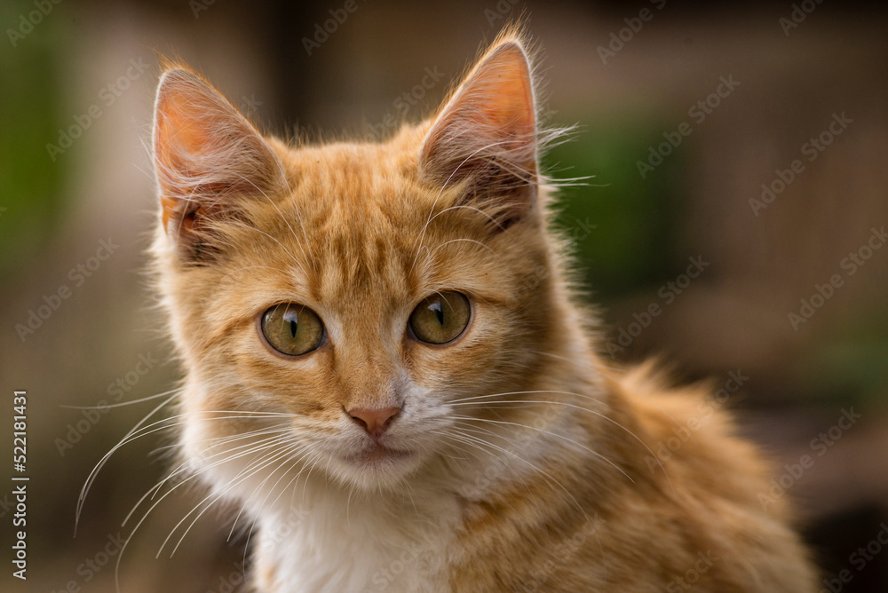 red Cat with kind green eyes, Little  kitten. Portrait cute ginger. happy adorable cat, Beautiful fluffy red orange outdoors portrait close up British Shorthair  big paws Looking Camera