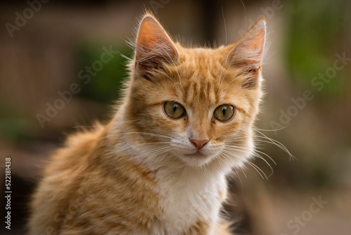 red Cat with kind green eyes, Little kitten. Portrait cute ginger. happy adorable cat, Beautiful fluffy red orange outdoors portrait close up British Shorthair big paws Looking Camera