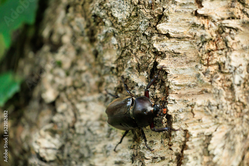 Wallpaper Mural 木の樹液を探しているカブトムシ　オス　成虫 Torontodigital.ca