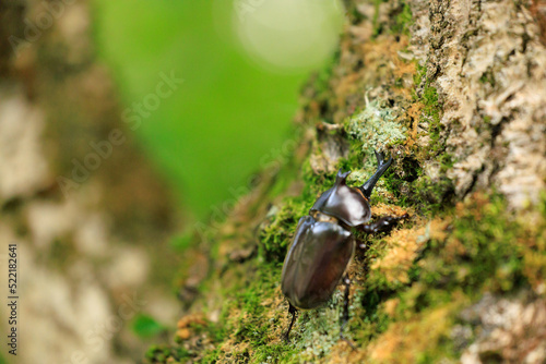 木の樹液を探しているカブトムシ オス 成虫