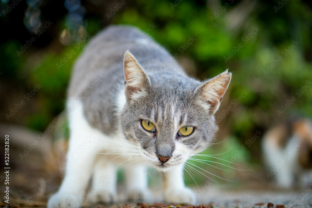 Obraz premium Cat staring at the camera