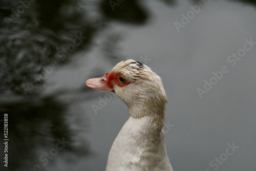 Duck head © Giovanni