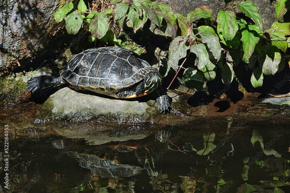 Fototapeta premium Eine Wasserschildkröte auf einem Stein, die sich im Wasser spiegelt