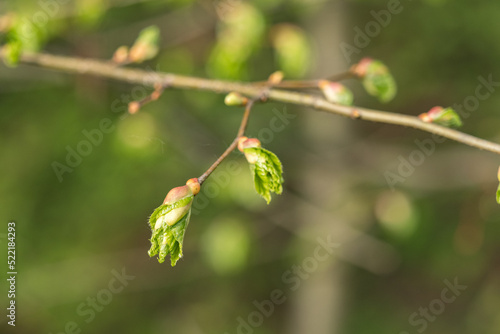 Young fresh linden leaves on a twig.