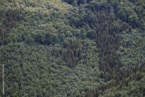 A view of the mixed forest from above.