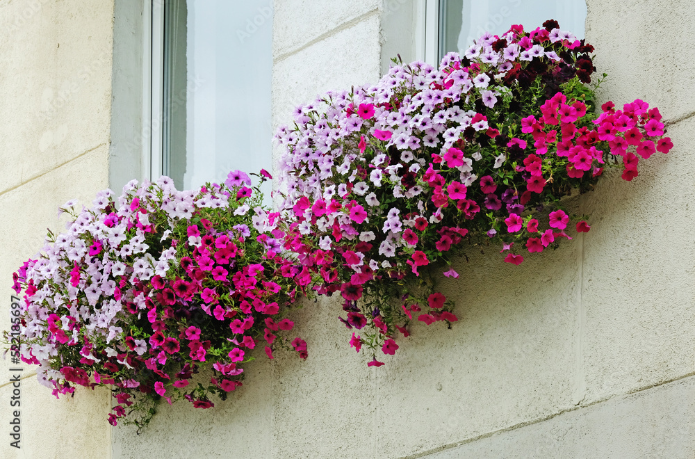 Window decoration with flowers in summer