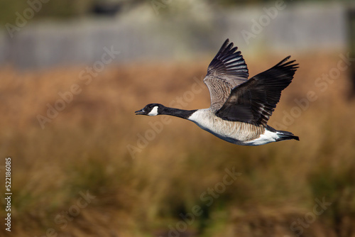 Canada Goose flying over a pond in London
