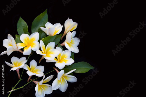 white flowers frangipani local flora arrangement flat lay postcard style on background black