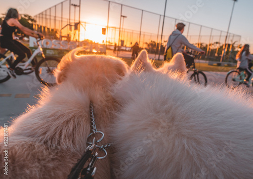 dogs watching sunset