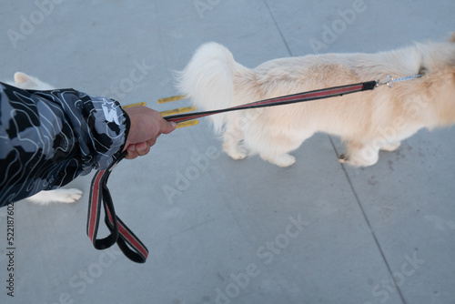person with a dog