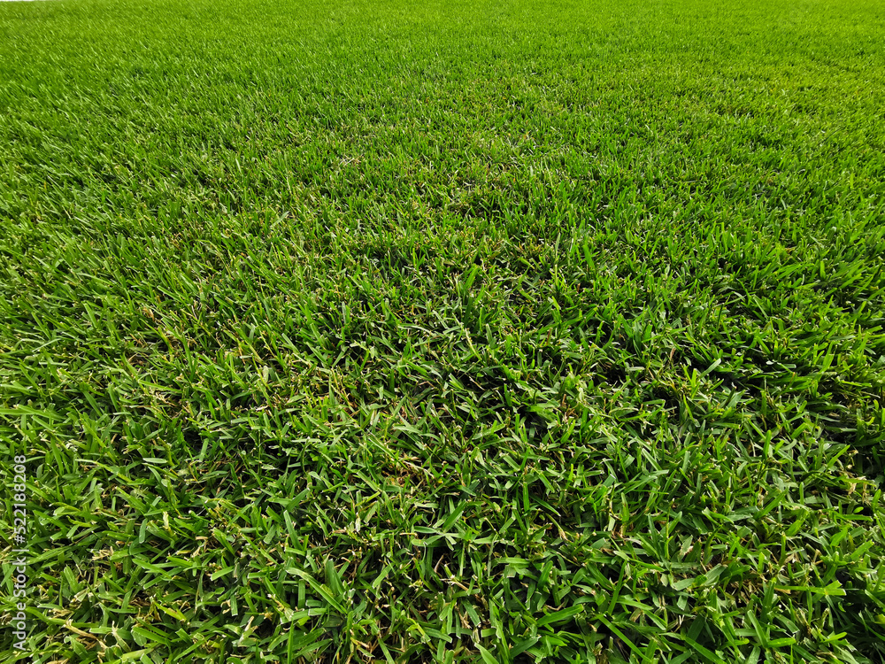 Lush green fresh grass lawn landscape pattern background Lush green fresh grass lawn landscape pattern background