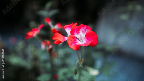red poppy flower