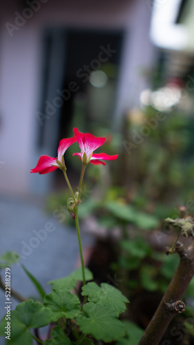 red flower in the garden
