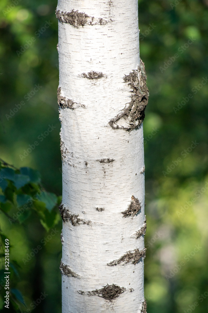 White birch trunk in nature in summer. White birch trunk in nature in summer.