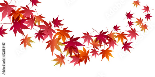 紅葉　もみじ　秋　背景	